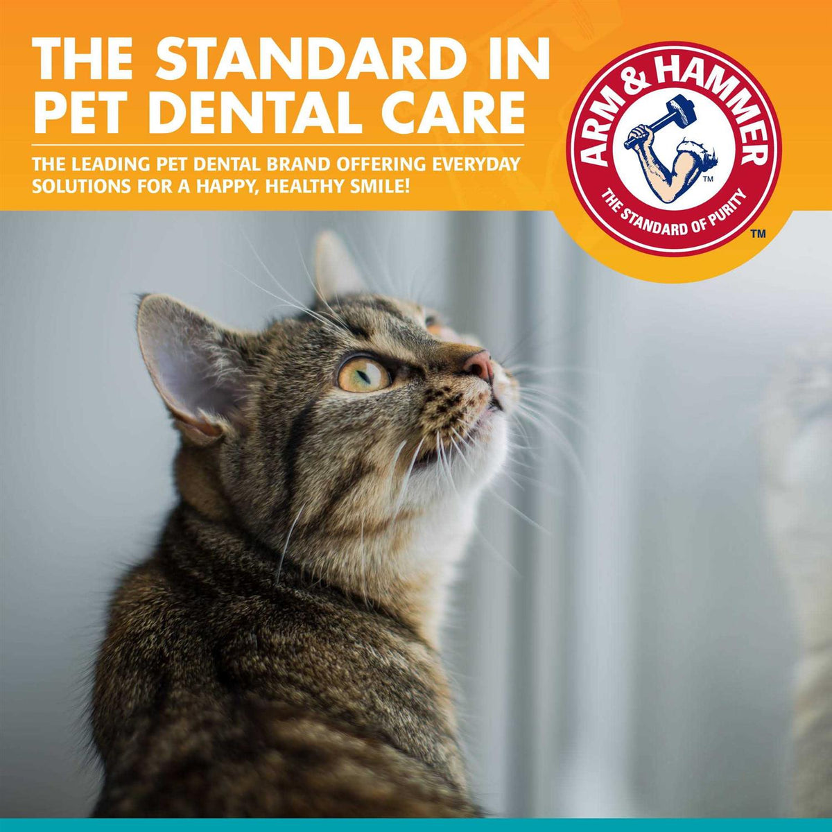 Advanced Care Dental Kit for Cats V875202